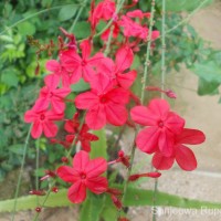 Plumbago indica L.